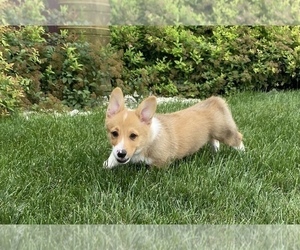 Pembroke Welsh Corgi Puppy for sale in ARTHUR, IL, USA