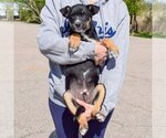 Small Photo #4 German Shepherd Dog-Unknown Mix Puppy For Sale in Huntley, IL, USA