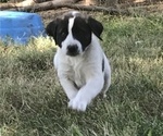 Small Photo #5 Anatolian Shepherd Puppy For Sale in CHANDLERVILLE, IL, USA