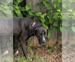 Small #9 Great Dane-Labrador Retriever Mix