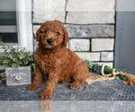 Puppy Brady Goldendoodle (Miniature)