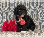 Small Photo #11 Cocker Spaniel-Poodle (Miniature) Mix Puppy For Sale in LAKELAND, FL, USA