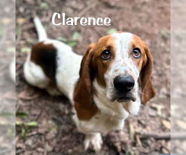 Medium Photo #11 Basset Hound Puppy For Sale in Deepwater, NJ, USA