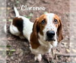 Small #10 Basset Hound