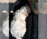 Small Photo #131 Goldendoodle (Miniature) Puppy For Sale in GASTONIA, NC, USA