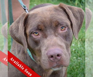 - Mix Dogs for adoption in Huntley, IL, USA
