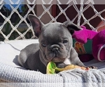 Small #3 French Bulldog