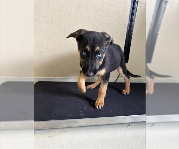 Medium Photo #1 German Shepherd Dog-Unknown Mix Puppy For Sale in Santa Cruz, CA, USA