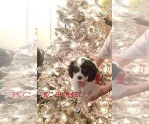 Cavalier King Charles Spaniel Puppy for sale in COLORADO SPGS, CO, USA