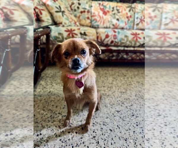 Medium Photo #8 Chihuahua-Unknown Mix Puppy For Sale in Virginia Beach, VA, USA
