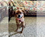 Small #7 Chihuahua Mix