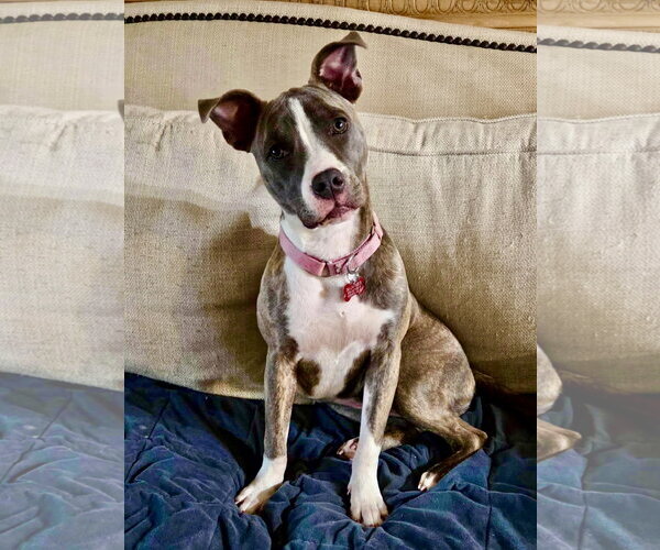 Medium Photo #20 Mutt Puppy For Sale in Mount Laurel, NJ, USA