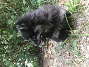 Pomeranian Puppy for sale in CHARITON, IA, USA
