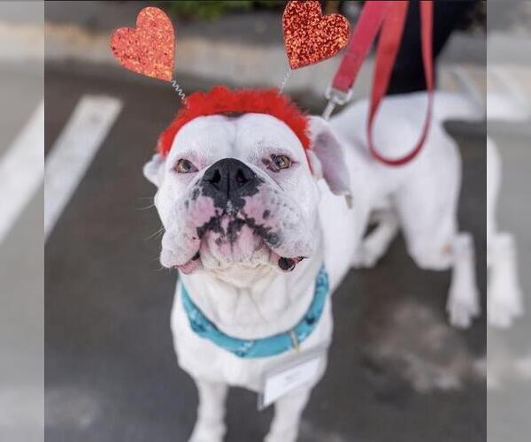 Medium Photo #8 Boxer Puppy For Sale in San Diego, CA, USA