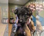Small Photo #40 German Shepherd Dog Puppy For Sale in LA FAYETTE, NY, USA