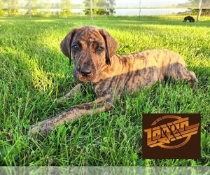 Great Dane Puppy for Sale in GREENFIELD, Indiana USA