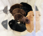 Small Photo #18 Labrador Retriever Puppy For Sale in COLFAX, CA, USA