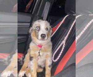 Australian Shepherd Dogs for adoption in Lewistown, PA, USA