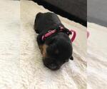 Small Photo #10 Rottweiler Puppy For Sale in RACINE, WI, USA
