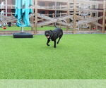 Small #1 American Pit Bull Terrier