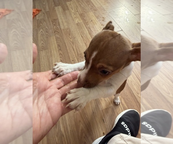 Medium Photo #8 Rat Terrier Puppy For Sale in WHITAKERS, NC, USA