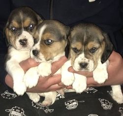 Beagle Puppy for sale in London, Greater London (England), United Kingdom