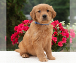 Small #3 Golden Retriever