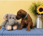 Small #6 Rhodesian Ridgeback
