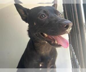 German Shepherd Dog-Unknown Mix Dogs for adoption in Houston, TX, USA