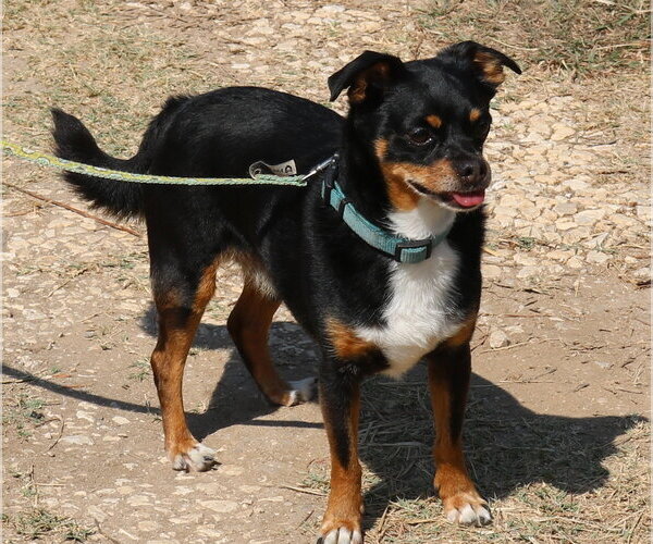 Medium Photo #3 Chihuahua Puppy For Sale in Bandera, TX, USA