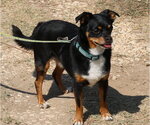 Small #2 Chihuahua