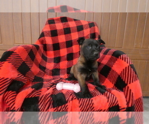 Medium Photo #1 Belgian Malinois Puppy For Sale in SYRACUSE, IN, USA