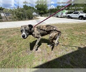 American Pit Bull Terrier-Unknown Mix Dogs for adoption in Ocala, FL, USA