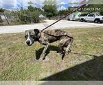 Small American Pit Bull Terrier Mix