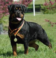 Father of the Rottweiler puppies born on 11/06/2016