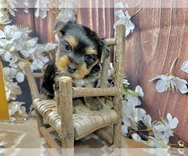 Medium Photo #4 Yorkshire Terrier Puppy For Sale in CASSVILLE, MO, USA