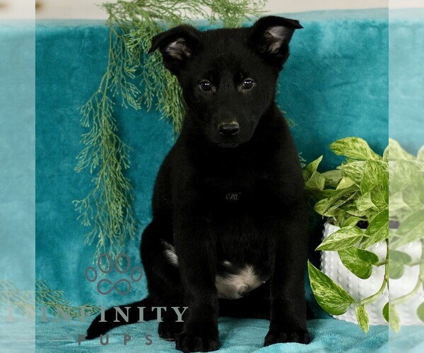 Medium Photo #1 German Shepherd Dog Puppy For Sale in PARADISE, PA, USA