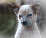 Posey - Female Australian Shepherd-Unknown Mix Dog for Adoption - Small photo