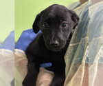 Small #1 Labrador Retriever Mix