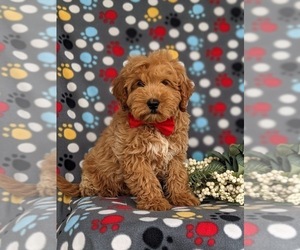 Goldendoodle (Miniature) Puppy for sale in LINCOLN UNIVERSITY, PA, USA