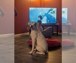 Small Photo #1 Boxer Puppy For Sale in MOREHEAD, KY, USA