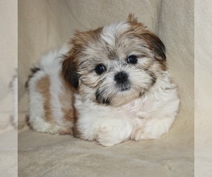 Zuchon Puppy for Sale in COEUR D ALENE, Idaho USA