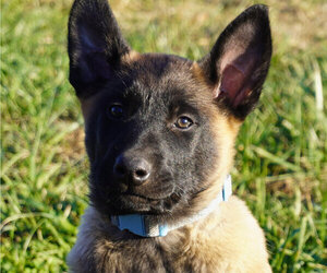 Medium Belgian Malinois