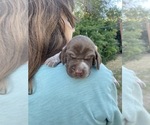 Small Photo #25 Pointer Puppy For Sale in SACRAMENTO, CA, USA