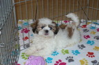 Small Photo #1 Shih Tzu Puppy For Sale in TUCSON, AZ, USA