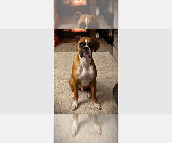 Medium Photo #1 Boxer Puppy For Sale in Austin, TX, USA