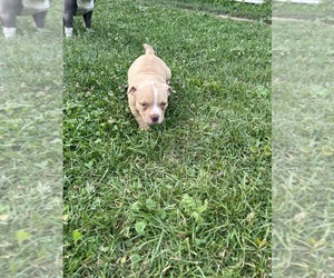 American Bully Puppy for sale in FT WAYNE, IN, USA