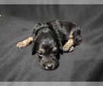 Puppy Puppy 2 Goldendoodle (Miniature)