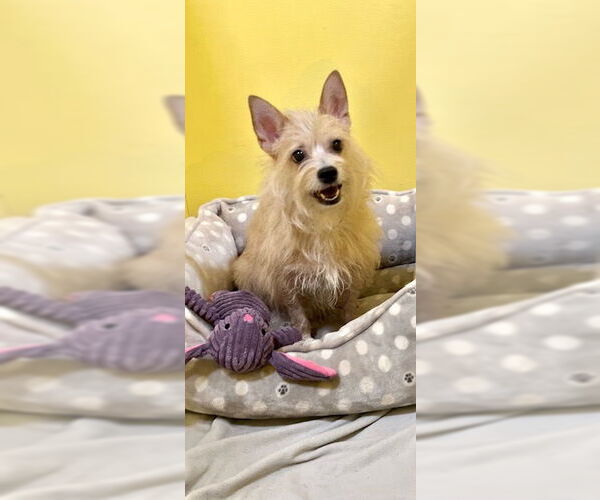 Medium Photo #4 Mutt Puppy For Sale in Weston, FL, USA
