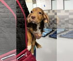 Small #2 German Shorthaired Pointer-Vizsla Mix